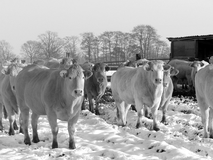 samenscholing koeien