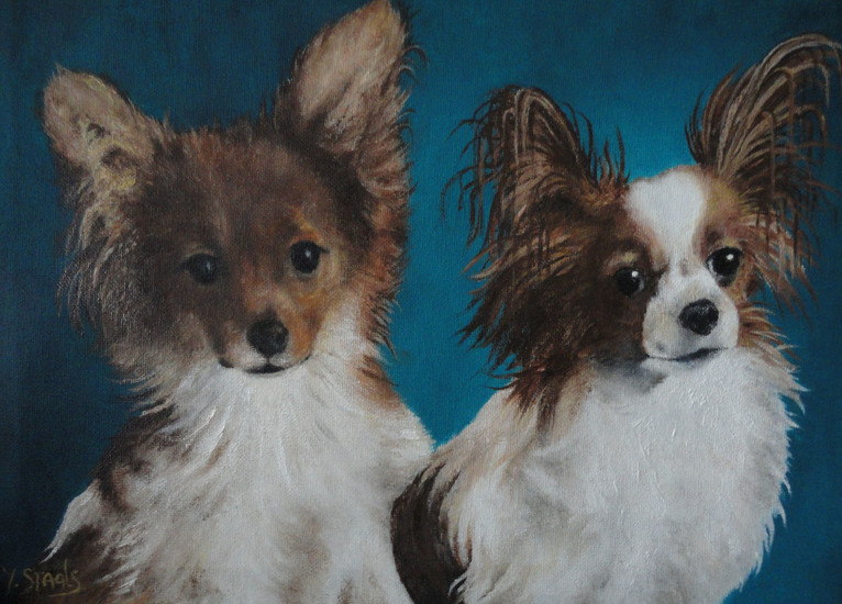 Papillon Vlinderhondjes