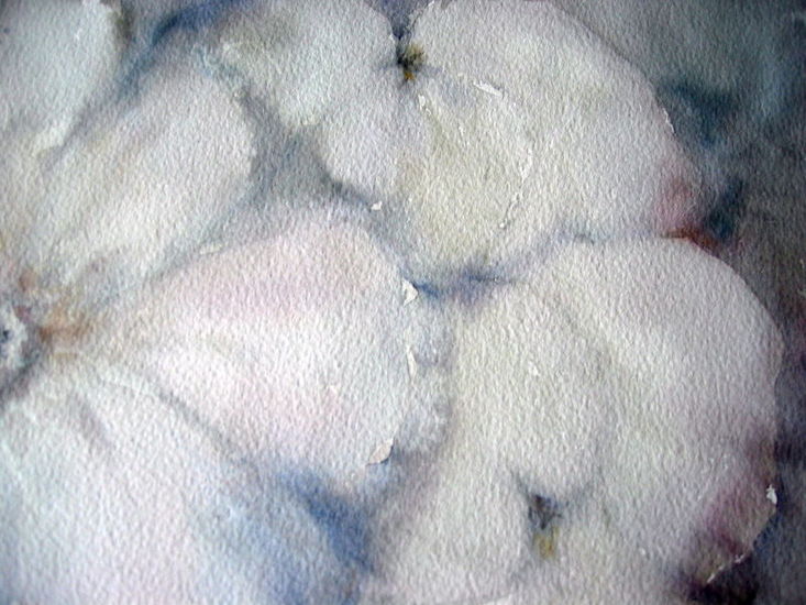 Close-up - VERKOCHT -