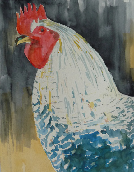 Noord Hollandse blauwe