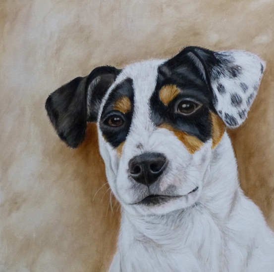 Bodeguero (Spaanse boerenfox)