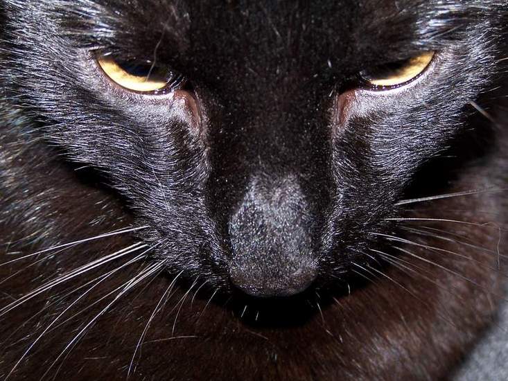 Black Panther