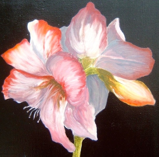 Amaryllis