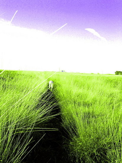 Hond op heideveld