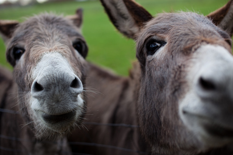 Donkeys of Sevenum 3