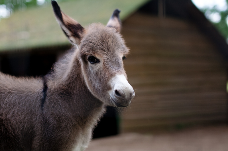 Donkeys of Sevenum 4