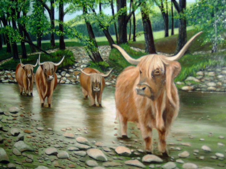 schotse koeien