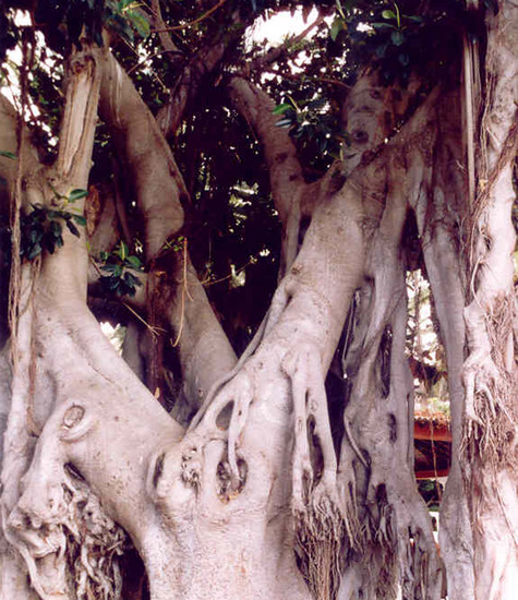 Old tree