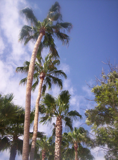palmtrees