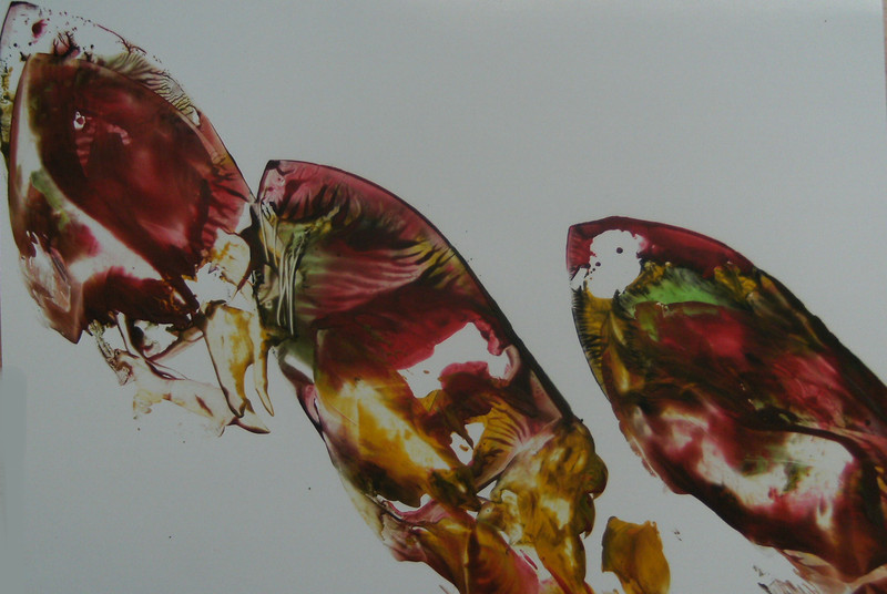 The parrot fish did al the same