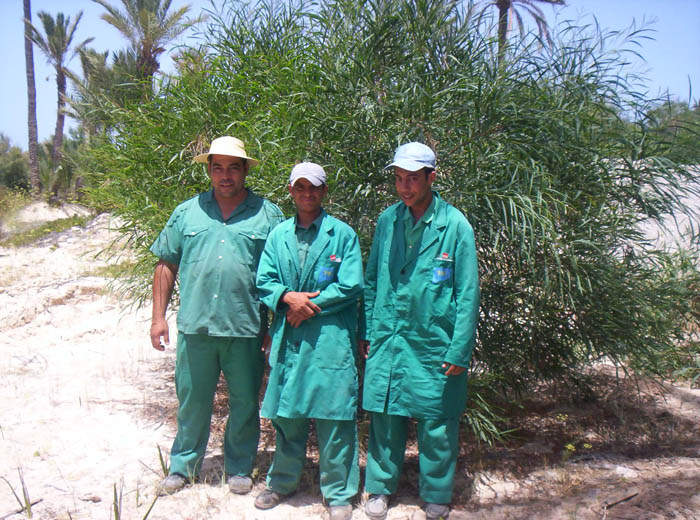 Siësta in Djerba