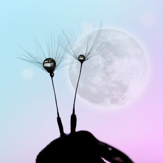 paardenbloempluisjes