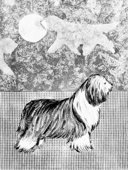 Bearded collie