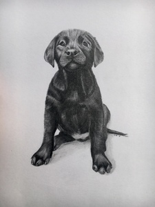 Dierenportretten met potlood getekend op papier.