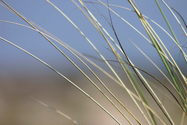 Dunegrass
