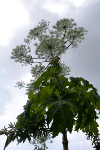 Giant hogweed