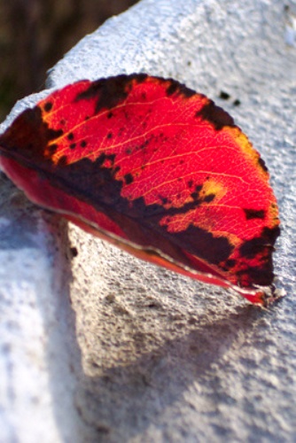 Fall leaf_3