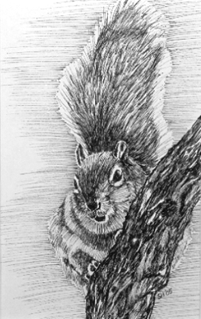 Squirrel