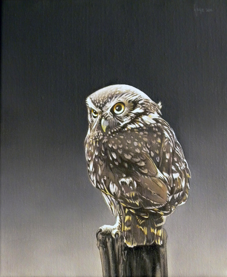 O141Steenuiltje van achter gezienientegen zomerlucht