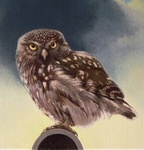 Mijn olieverfschilderijen hebben de laatste jaren veelal vogels als onderwerp, maar ook stilleven en landschap komt voor.