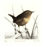 Etsen is een van mijn favoriete bezigheden. Het onderwerp is veelal vogels. Heel vaak in het zo fraaie zwart en wit van de drukinkt en het papier. Maar daar waar de ets het eist of toelaat gebruik ik kleur. Die kleur wordt geaquarelleerd. Meer over de etstechniek kunt u vinden op mijn website www.haijegemser.nl