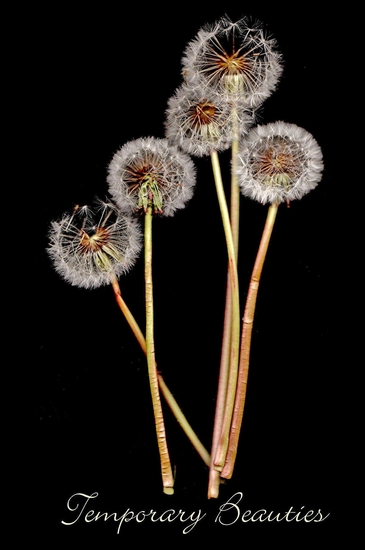 Temporary Beauties I