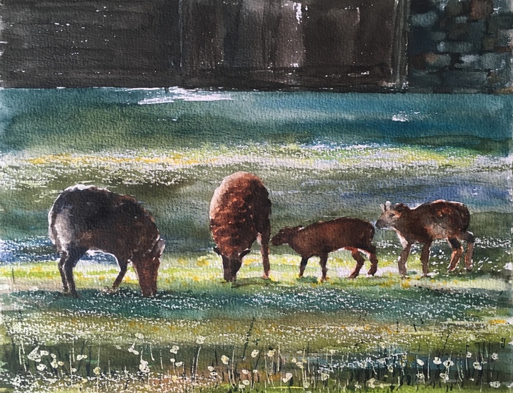 Le Château Labode Saint-Martin: les moutons au soleil du soir