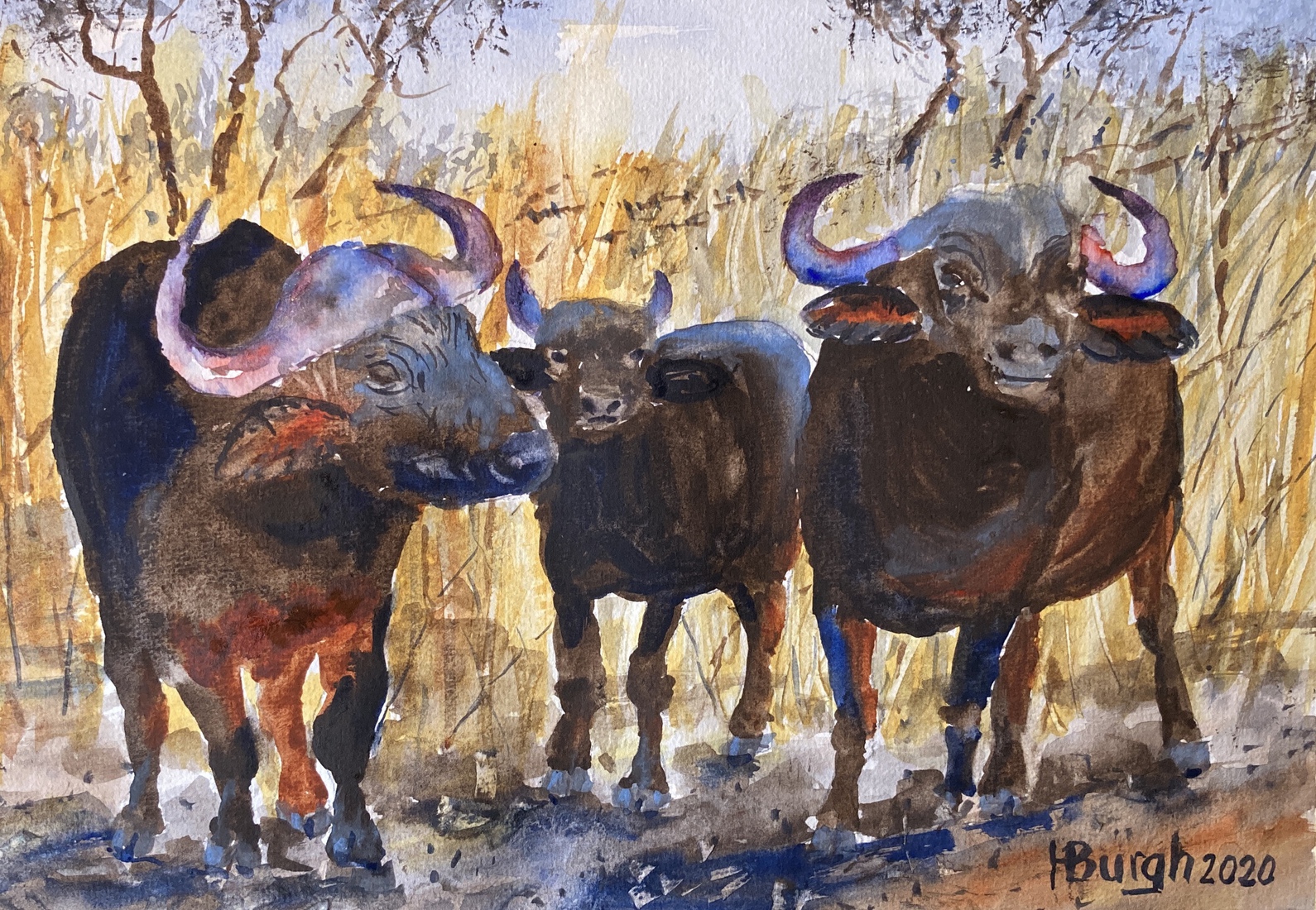 Buffels uit Zuid-Afrika