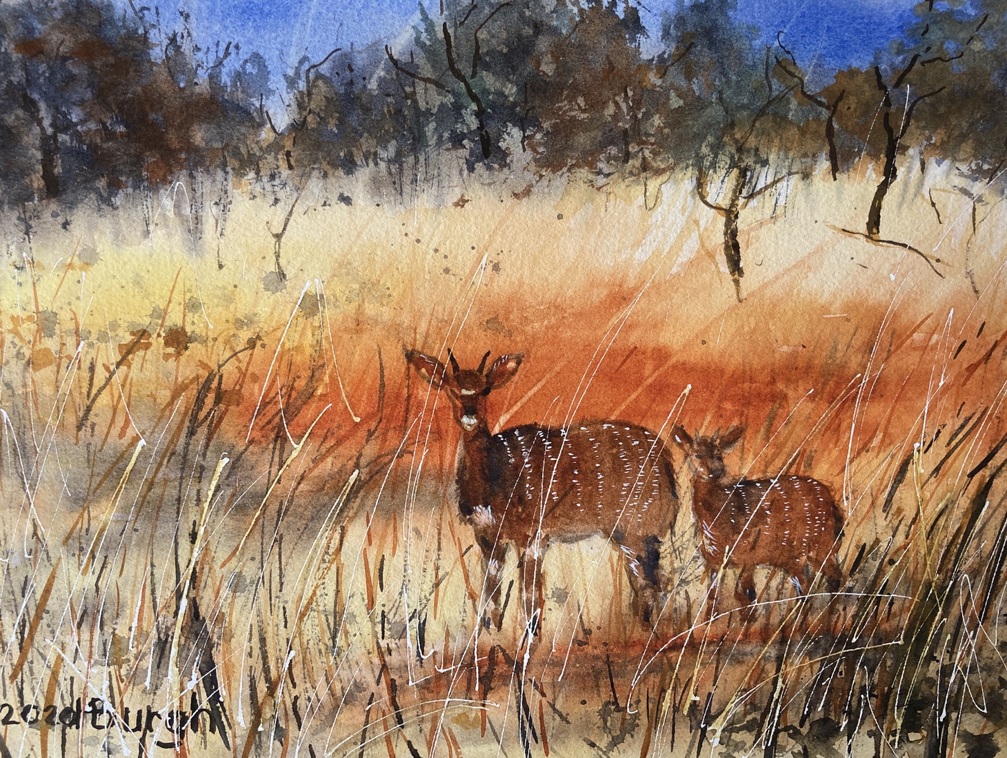 Impala in Zuid-Afrika