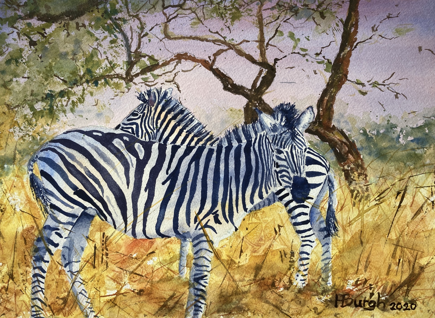 Zebra's in Zuid-Afrika