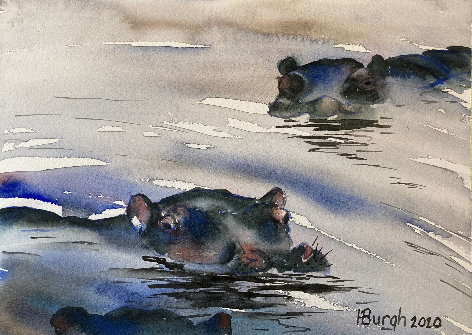 Nijlpaard Zuid-Afrika