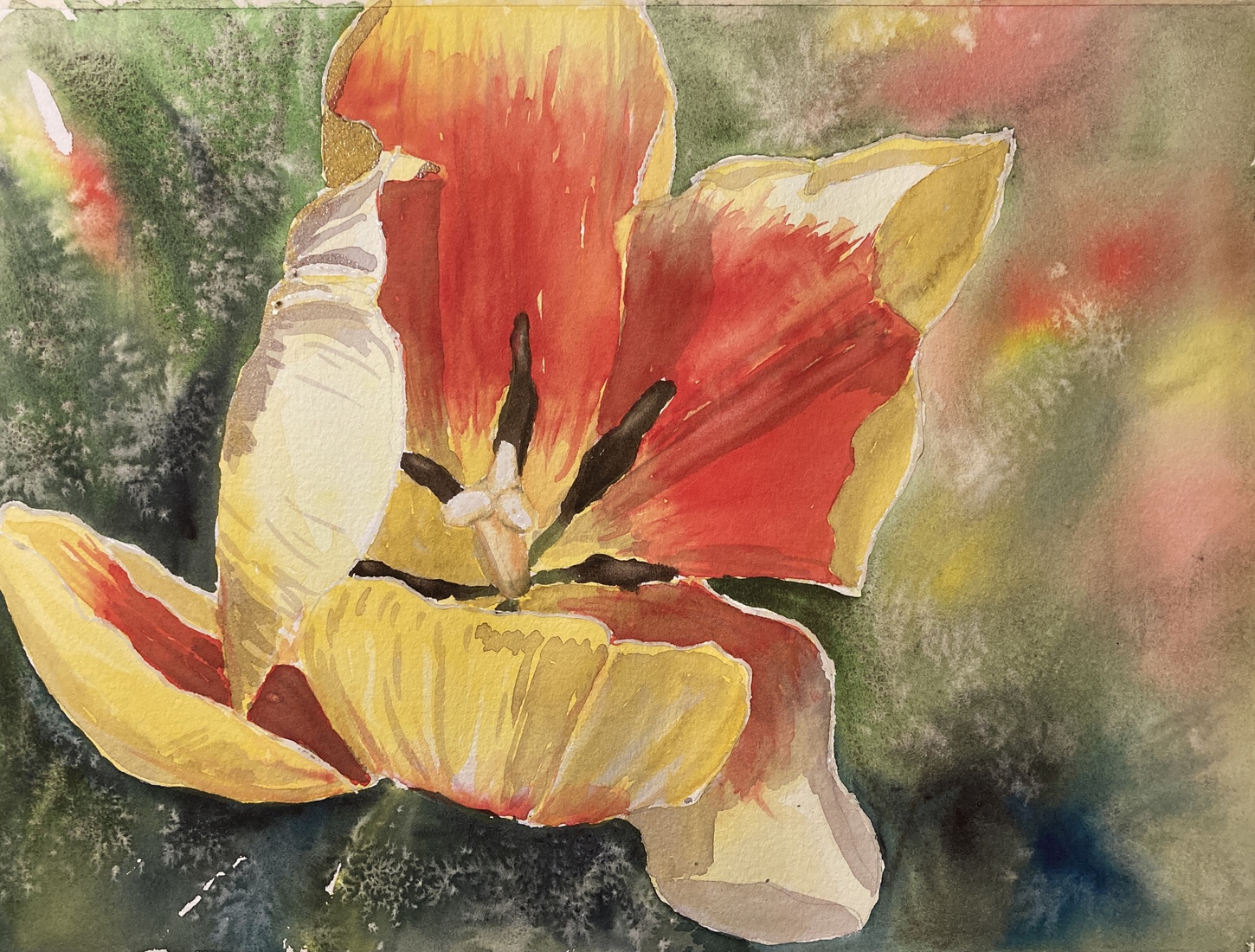 Tulpen uit Amsterdam!