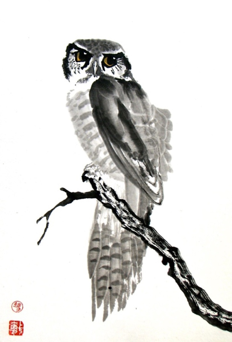 N. Hawk owl