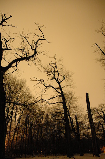 Het Bos