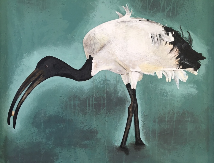 Threskiornis aethiopicus