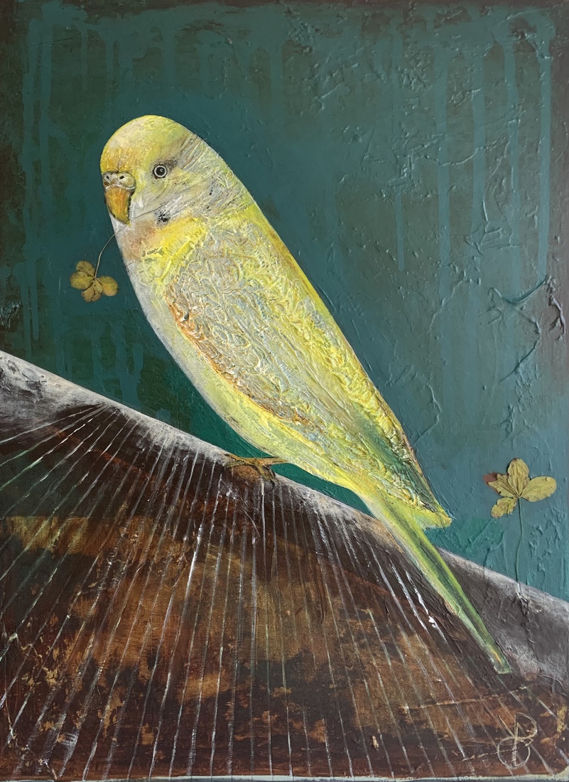 Melopsittacus undulatus 