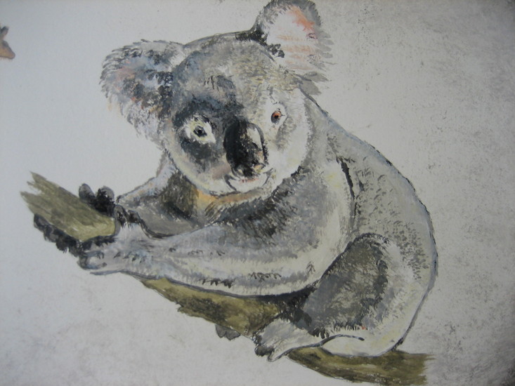 Koala