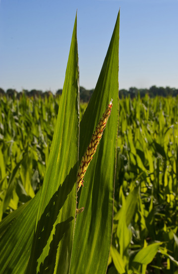 Birth of corn