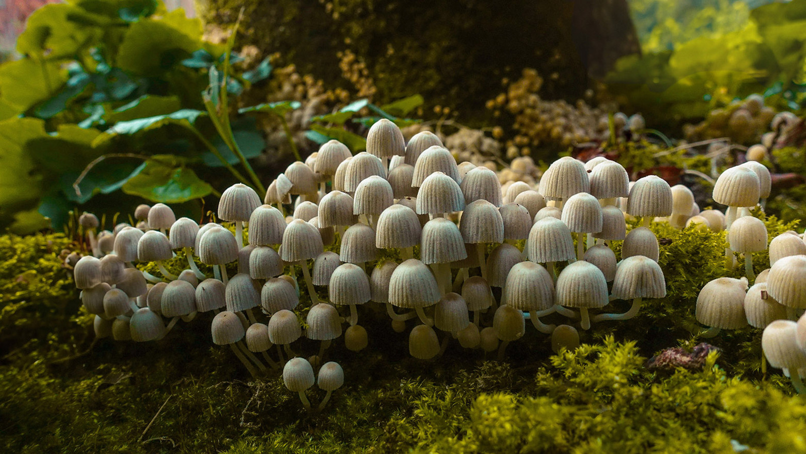 Fairy Inkcap