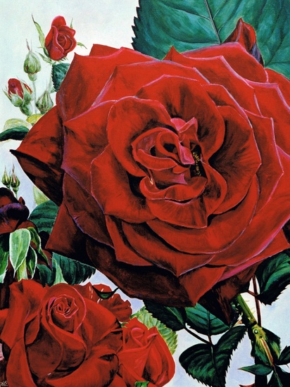 Rode roos 'First Red' met rode rozen
