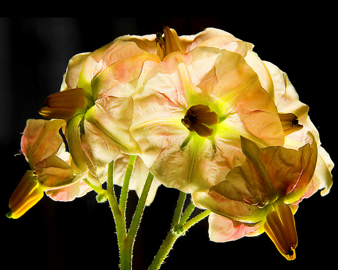 Potatoe Vine Flowers
