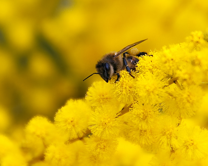 Bee on Wattle