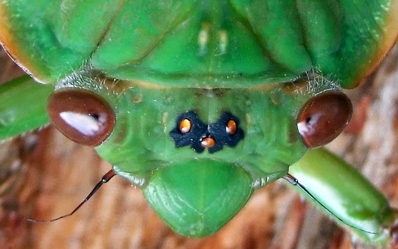Cicada