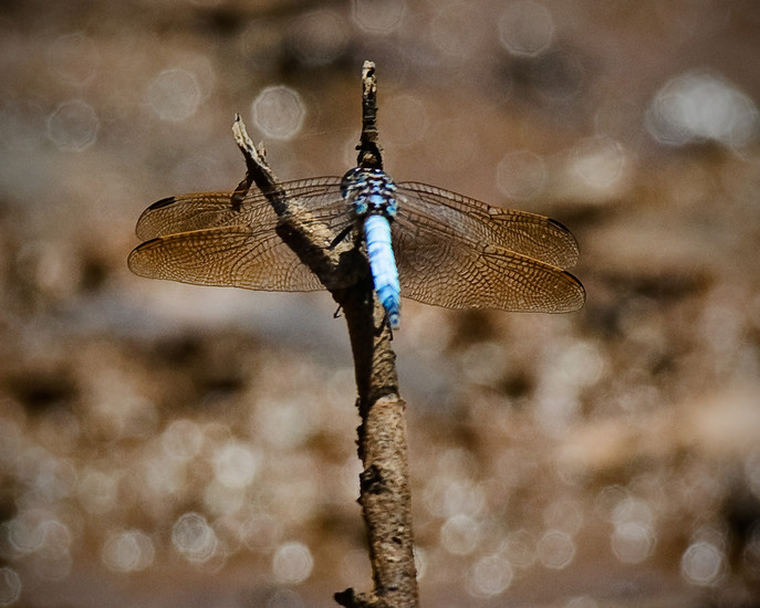Dragonfly 1
