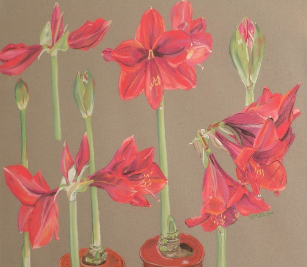 Amaryllis
