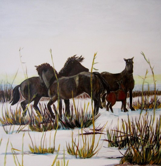 Wilde paarden in de sneeuw