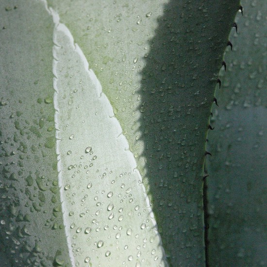 agaves 3