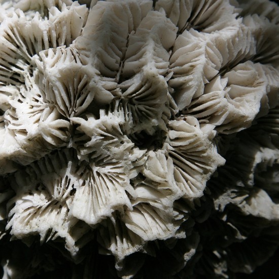 coral 1