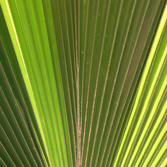 palm leaves 1
