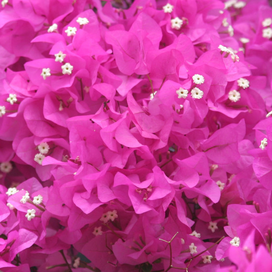 bougainvilles 3
